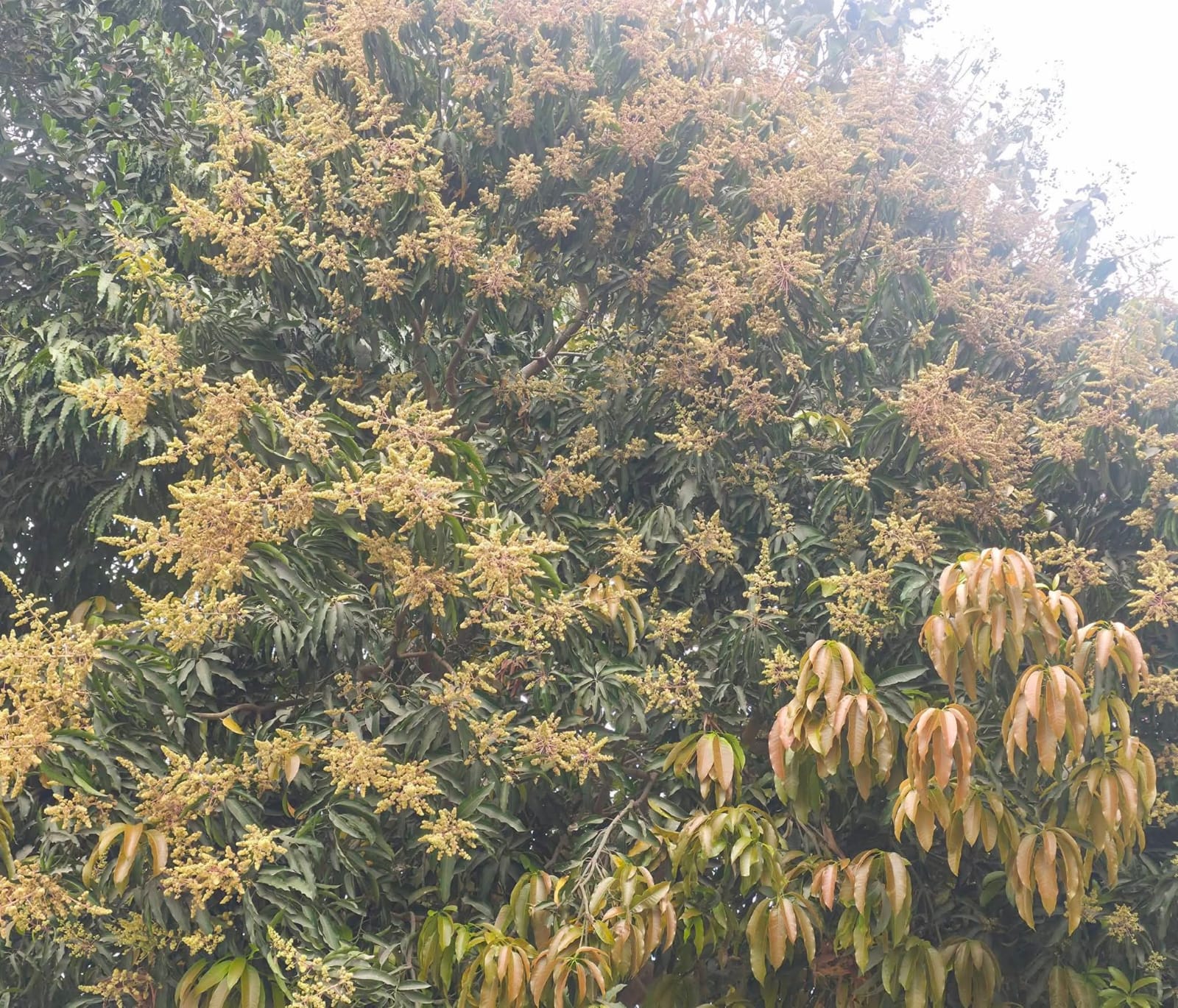 रौतहटमा आँपको मोजरले ढकमक्क रूखहरू : उत्पादन बढ्ने आशामा किसान